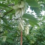 Ostrya carpinifolia Blomma