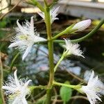 Menyanthes trifoliata Blüte
