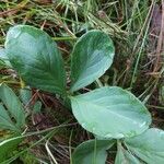 Menyanthes trifoliata Blatt