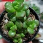 Sedum hernandezii Foglia