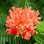 Hibiscus schizopetalus 花