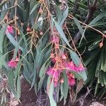Eucalyptus leucoxylon फूल
