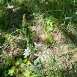 Ornithogalum narbonense Flower