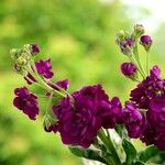 Matthiola incana Flor