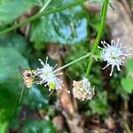 Sanicula europaeaFlower