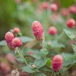 Gomphrena globosa Virág