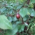 Prunus cerasifera Плод