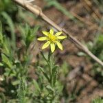 Osteospermum muricatum Flower