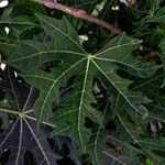 Cnidoscolus aconitifolius Blatt