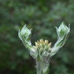 Filago pyramidata Flower