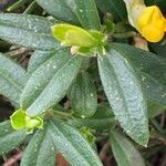 Polygaloides chamaebuxus Leaf