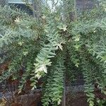 Salix integra Leaf
