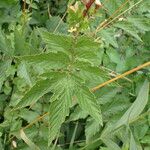 Filipendula ulmaria Blatt