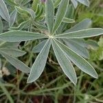 Lupinus albus Hoja