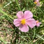 Helianthemum nummulariumŽiedas