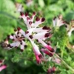 Fumaria muralis Fiore