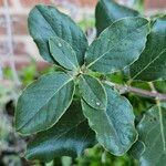 Garrya elliptica Leaf