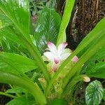 Curcuma longaFlors