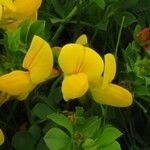 Lotus corniculatus Cvet