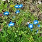 Nemophila menziesii 花