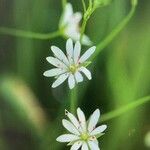 Stellaria gramineaЦвят