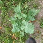Brassica rapaHostoa