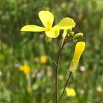 Brassica barrelieri Fleur