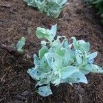 Mertensia maritima Habit