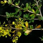 Berberis koehneana Staniste