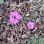 Dianthus seguieriFlower