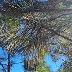 Pinus montezumae Blatt