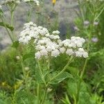 Parthenium integrifolium फूल