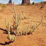 Salsola soda Flor