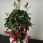 Ardisia crenata Blatt