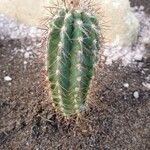 Pilosocereus leucocephalus Leaf
