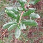 Escallonia illinita पत्ता