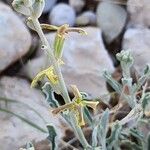 Matthiola flavida Flor