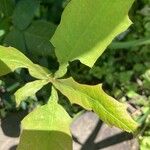 Quercus nigra Blatt