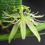 Passiflora costaricensis Ліст