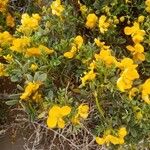 Senna bicapsularis Blüte