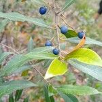 Elaeocarpus reticulatus Frucht