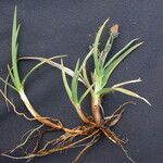 Carex atrofusca 形态