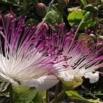 Capparis spinosaFlower