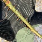 Smilax tamnoides Bark