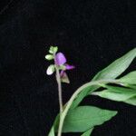 Polygala persicariifolia Habit