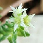 Sedum moranense Flower