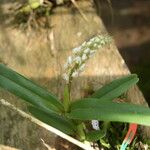 Polystachya elegans Habit