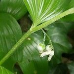 Polygonatum pubescens 果實