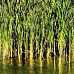 Typha angustifolia 葉