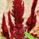 Celosia argenteaBlomst